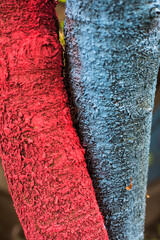Tree trunks painted in red and blue