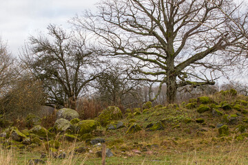 tree in the field