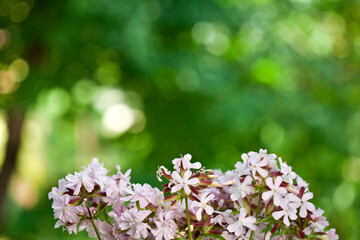 Fototapeta premium Saponaria officinalis (Soapwort) plant with pink flowers on a green bokeh background.