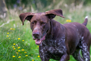 German Short Haired Pointer with ears flying