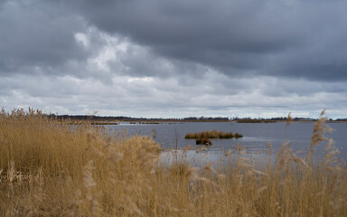 typical northern dutch landscape with a small lake with reed collar in winter with dark clouds