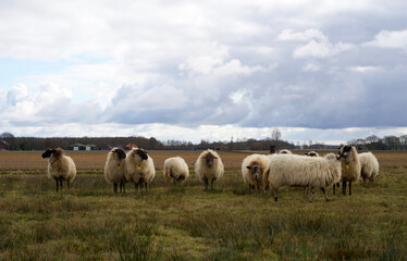 flock of sheep in a typical northern Dutch landscape in winter with dark clouds