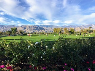 A beautiful grass driving range in Palm Springs, California, United States.  The range is grass with flowers in the foreground and the beautiful San Bernardino Mountains in the background
