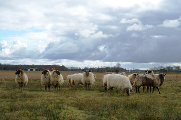 Fototapeta premium flock of sheep in a typical northern Dutch landscape in winter with dark clouds
