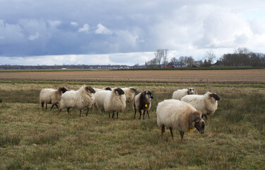Obraz premium flock of sheep in a typical northern Dutch landscape in winter with dark clouds