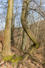 Ungewöhnlicher Baumstamm von einem Laubbaum.