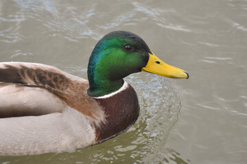 Mallard Ducks swimming in the river in summer time. Wild duck close to a river banks