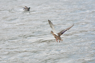 Mallard Ducks fly over the river banks