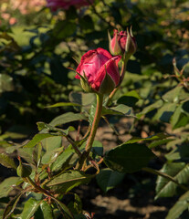 Floral background. Red roses flowers and flower buds, spring blooming in the garden. 