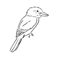Obraz premium black outlined kookaburra bird-vector drawing, kookaburra vector sketch illustration on white background