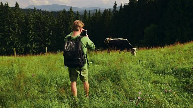 Tourist with a backpack on his back stands on a meadow in the mountains and shoots video with cows on a smartphone camera. Tourist takes pictures of cows that he met in the mountains during a hike.
