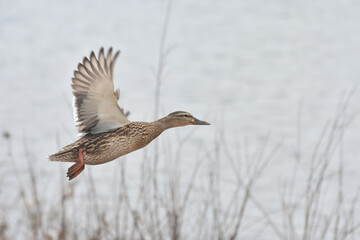 Mallard Ducks fly over the river banks