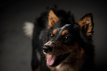 Hermoso retrato de un canino negro jadeando