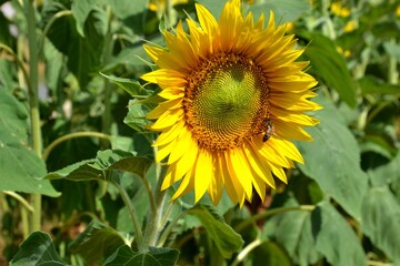 Girasol y abeja en la Provenza francesa