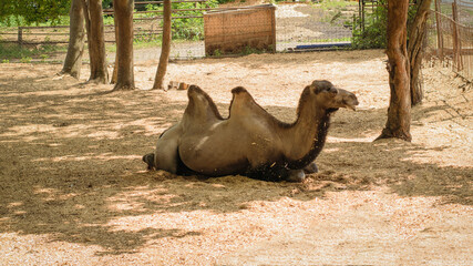 A two-humped camel resting in the shade of the trees.