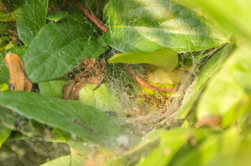 Grass spider Agelenidae on funnel-web between leafs in a garden.