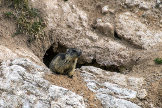 Marmotton en &eacute;t&eacute; sans les Alpes , Savoie  France