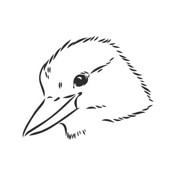 recommend clip art: black outlined kookaburra bird-vector drawing, kookaburra vector sketch illustration on white background