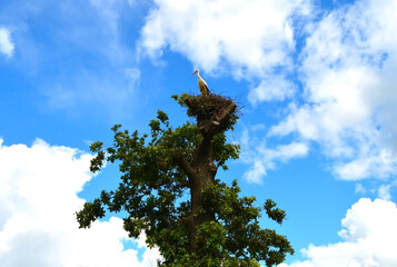 Stork in its nest in the summer months. Stork's nest. 