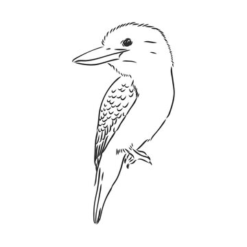 recommend clip art: black outlined kookaburra bird-vector drawing, kookaburra vector sketch illustration on white background