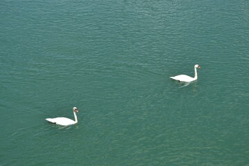 Cisnes nadando en un lago de Francia
