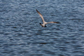 Fototapeta na wymiar Spotted rippling seagull in flight over water