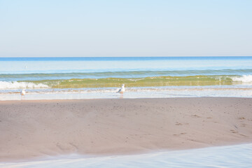 Deserted sea beach with white seagulls and soft waves ashore. Beautiful seascape, selective focus