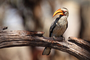 The southern yellow-billed hornbill (Tockus leucomelas) on the branch with brown background.African hornbill sitting on a dry branch. - obrazy, fototapety, plakaty
