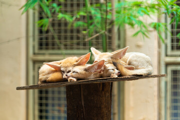Cute sleeping fennecs on the shelf in the zoo
