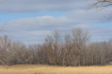 Forest and field in early spring. Trees without foliage and bright blue sky with clouds. Selective focus