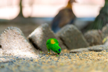 Very small and cute bright green parrot loriculus galgulus or blue crowned parrot, biting food