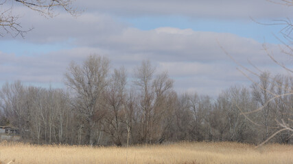 Forest in early spring. Beautiful sky and trees without foliage. Wide format, panoramic beautiful landscape