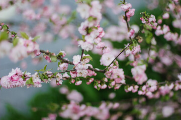 Pink Cherry blossom or sakura flower in spring