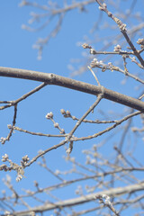 Buds on tree branch in early spring. Blurred background, selective focus