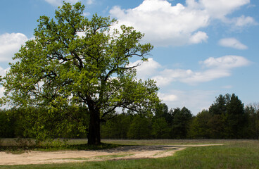 Fototapeta na wymiar Big beautiful oak tree near the forest path in early spring