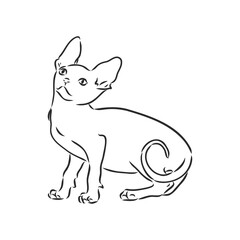Vector illustration of a sphynx cat with a liner isolated on a white background. For printing on clothes, paper, logo, icon
