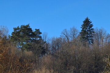scenic trees on the top of a hill