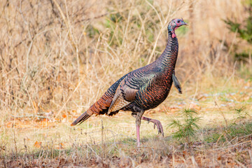 Male wild turkey (Meleagris gallopavo) in a Wisconsin field in autumn © mtatman