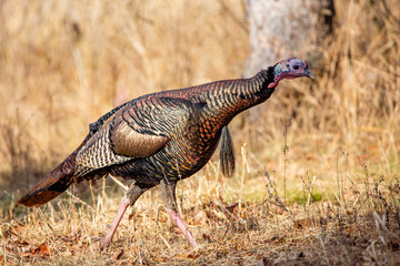 Male wild turkey (Meleagris gallopavo) in a Wisconsin field in autumn