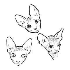 Vector illustration of a sphynx cat with a liner isolated on a white background. For printing on clothes, paper, logo, icon