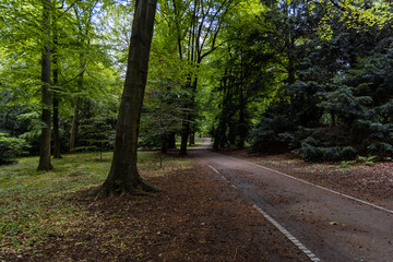 Fototapeta na wymiar Long path in park full of green trees and bushes