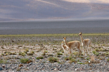La puna es la región característica de los auquénidos, llama. 