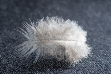 One white swan fluffy weightless feather on a gray background. Bird feather.