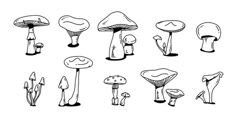 Mushroom doodle set. various Mushrooms hand drawn sketch. Champignon, chanterelle and shiitake. 