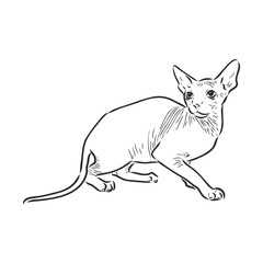 Vector illustration of a sphynx cat with a liner isolated on a white background. For printing on clothes, paper, logo, icon