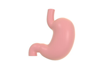 Human Internal Stomach Anatomy, 3d rendering.