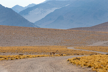 La puna es la región característica de los auquénidos, llama.
