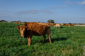 Menorcan breed cows grazing, Alaior, Menorca, Balearic Islands, Spain
