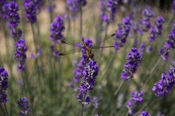 Lavender field 