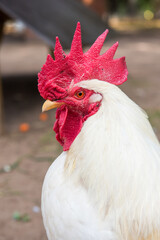 White rooster looking at the camera